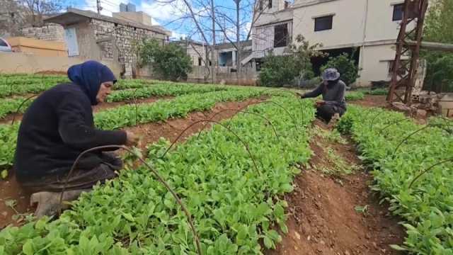 'الجميع خائفون' لكن لقمة العيش تتطلب المجازفة.. المزارعون في لبنان تحت القصف الإسرائيلي