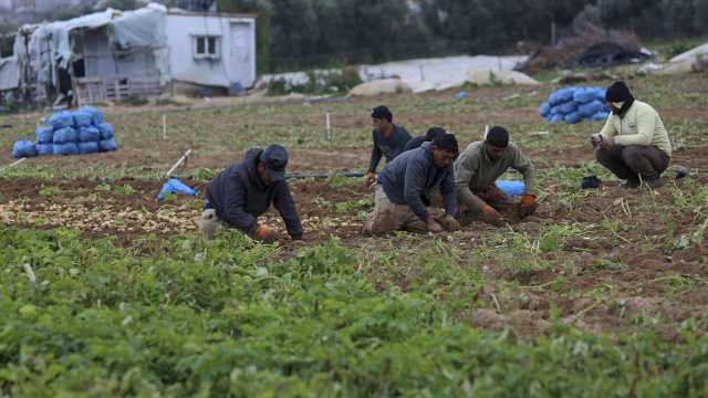 كيف أنقذت نبتة الخبيزة الغزيين في الشمال من المجاعة؟