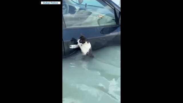 الفيضانات في دبي: بعد أن تمسكت بإحدى السيارات.. الشرطة تنقذ قطة من الغرق