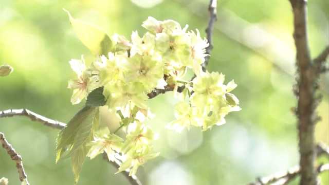 حديقة في غرب اليابان تستقطب الزوار بأزهار الكرز النادرة ذات اللون الأخضر الفاتح