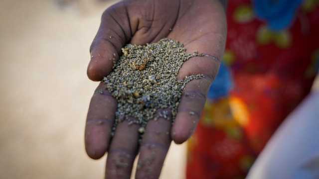 الجوع يجبر السودانيين في مدينة الفاشر على أكل علف الحيوانات
