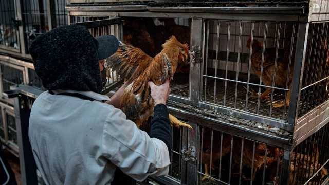 خبراء في الأمم المتحدة يحذرون: أزمة أنفلونزا الطيور تهدد الأمن الغذائي العالمي
