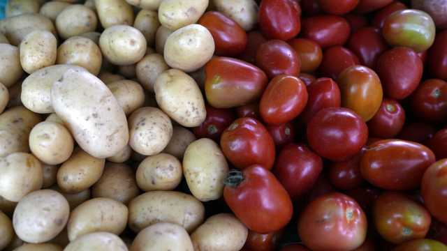 العلماء يحلون لغزًا عمره ملايين السنين... هل يعود أصل البطاطا إلى الطماطم؟