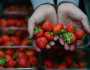 لتخزين الفراولة فترة طويلة دون أن تفسد.. إليكِ هذا السر