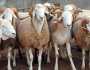 تبون يأمر باستيراد مليون رأس ماشية استعداداً لعيد الأضحى