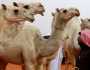 كم عدد الإبل في السعودية؟.. قيمتها السوقية 60 مليار ريال