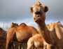 تفسير رؤية الخوف من الجمل في المنام للعزباء وللمتزوجة وللحامل