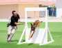 استعراض مهارات «K9» في الكشف عن المتفجرات والمخدرات