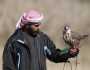 بدء موسم الصيد بالصقور من 20 أكتوبر حتى 20 يناير