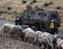مركز إسرائيلي يكشف مخططا لتهجير رعاة فلسطينيين بالضفة