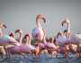 طيور الفلامنغو في خطر بأفريقيا.. بسبب ارتفاع منسوب المياه
