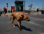 تركيا تقر قانونا لجمع الكلاب الضالة من الشوارع
