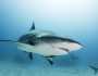 أسماك القرش تواجه الانقراض.. نفوق أعداد غير مسبوقة منها
