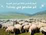 أسعار الأضاحي 2025 عربيا.. كم ستدفع في بلدك؟