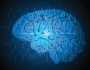 المخ يغير وصلاته العصبية بالكامل خمس مرات على مدار عمر الانسان