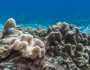 علماء يحذرون من وصول الشعاب المرجانية لنقطة تحول حرجة