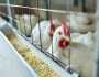 كيف يبدو واقع صناعة الدواجن بمصر وما أسباب ارتفاع الأسعار في رمضان؟