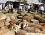 تعرف على أكبر 10 دول امتلاكا للماشية بالعالم.. بينها عربية