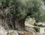 عمرها 5 الاف سنة.. شجرة زيتون فلسطينية مهددة بالقطع من سلطات الاحتلال