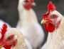 صلاح الدين.. تحذير للمواطنين بعد تسجيل إصابة بمرض إنفلونزا الطيور (وثيقة)