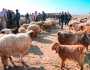 ارتفاع معدل تهريب المواشي من دولة مجاورة للعراق إلى الإمارات