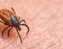 لماذا تصيب هذه الحشرة المشاهير بمرض لايم؟