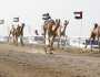 مهرجان الظفرة الثاني لسباقات الهجن ينطلق 18 أكتوبر