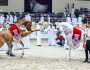 مهرجان الشارقة الدولي للجواد العربي السلالة المصرية ينطلق الخميس