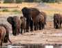 بعد انخفاضها الملحوظ.. هل تنقرض الأفيال الأفريقية؟