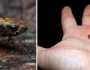 بحجم نملة.. العثور على أصغر ضفدع في العالم