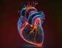 أغرب خبر طبي في 2024: القلب له أدمغة صغيرة