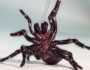 أستراليا.. اكتشاف أنواع جديدة من العناكب القاتلة