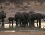الجفاف يتسبب في أكبر هجرة للأفيال من زيمبابوي منذ 2019