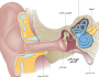 التهابات الاذن الوسطى..اسبابها والوقاية منها