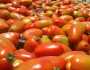 نزول اسعار الطماطم ومصدر زراعي يذكر السبب!