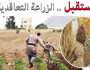 الزراعة تعلن بدء تنفيذ برنامج الزراعة التعاقدية تنفيذا للتوجيهات الرئاسية