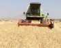 بدء حصاد محاصيل العتر والقمح والشعير بذمار