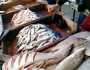 أسعار السمك اليوم الجمعة 15-11-2024 في الأسواق.. تبدأ من 65 جنيها