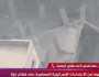 «الشؤون الإسلامية»: «الأزهر» يؤكد حق الشعب الفلسطيني في مقاومته ضد الاحتلال الإسرائيلي
