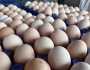 سعر كرتونة البيض اليوم الخميس 14-11-2024 في البورصة والأسواق