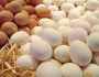 أسعار البيض اليوم الاثنين 28-8-2023 في الأسواق.. استقرار ملحوظ