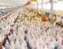 تراجع أسعار الدواجن اليوم 1-1-2024 في الأسواق والمحلات.. «اعرف بكام»