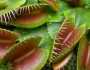 5 نباتات آكلة اللحوم.. تستخدم حيل غريبة لخداع الفريسة