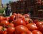 أسعار الطماطم في الأسواق اليوم الثلاثاء 3-10-2023