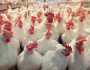 عضو «المصرية لشعبة الدواجن»: تراجع أسعار «الفراخ» لتسجل 45 جنيها قريبا