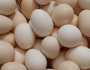 أسعار البيض اليوم السبت 19-10-2024 في الأسواق