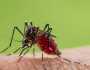 فيروس زيكا.. خطر يهدد الهند في صيف 2024 وينتقل إلى البشر عن طريق الاختلاط