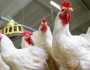 اسعار الفراخ في بورصة الدواجن اليوم.. «استقرار ملحوظ»