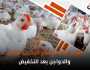 مفاجأة في أسعار الدواجن اليوم بالمحافظات.. انخفاض كبير وتوقعات بالمزيد