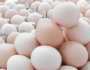 سعر كرتونة البيض اليوم للمستهلك في مصر .. «البلدي بكام»